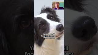 dog can t contain excitement when mom comes home hospital