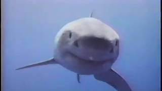 Stephen Arrington diving with Great White Sharks