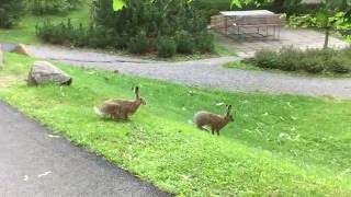 Wild hares feeding