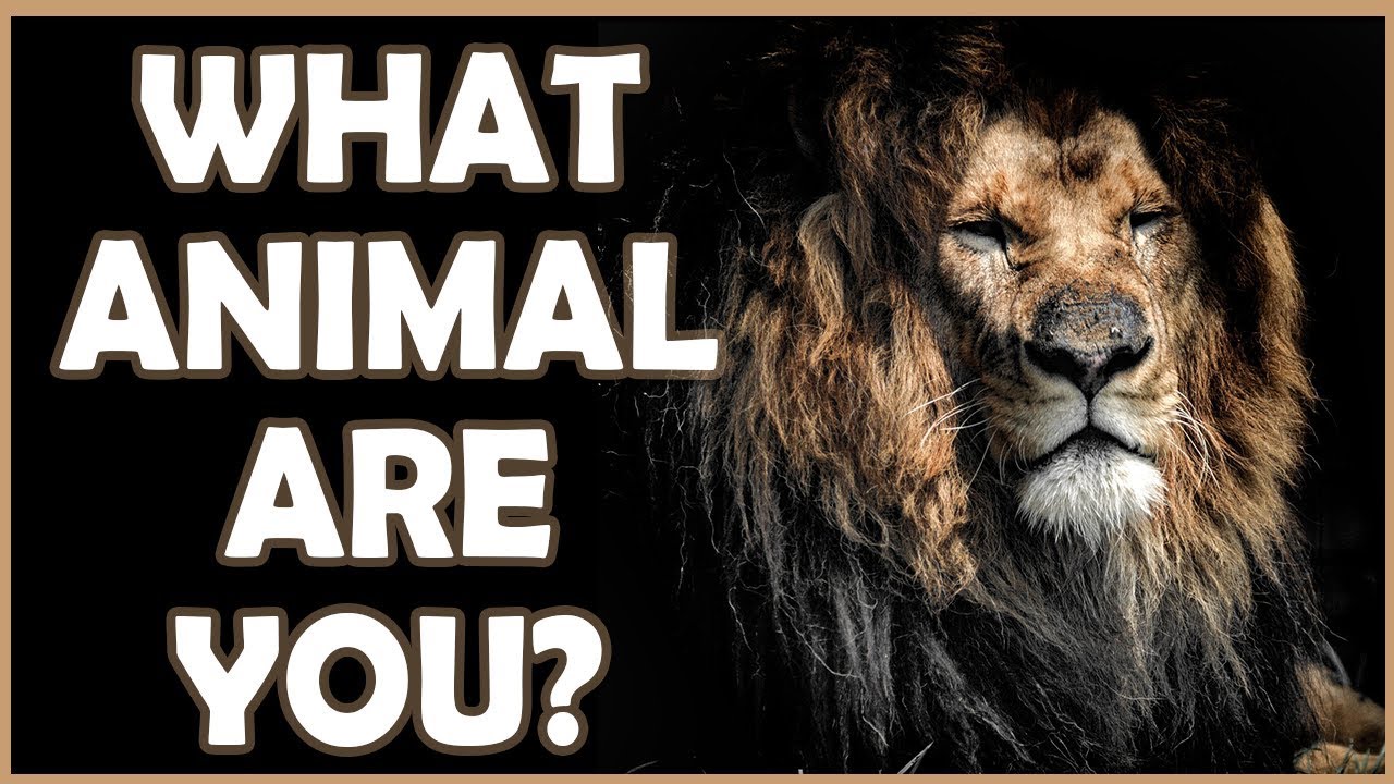 What wild animal are you? (personality test) - YouTube