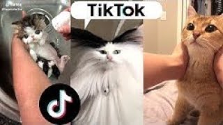 2020 August Tiktok - Cute And Funny Animals Compilation Pt.20