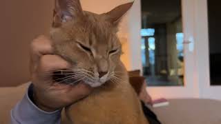 Charming boi leans into those pets like there's no tomorrow by Archie The Cat & Friends 19,218 views 4 months ago 1 minute, 1 second