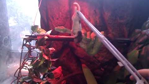 Green Tree Python Strike