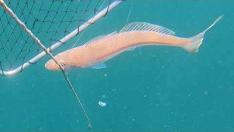Đi tàu câu cá đục bạc ở Úc |Silver whiting fishing on the boat in Australia #fishing #silverwhiting