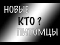 НОВЫЕ ПИТОМЦЫ.