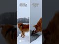 Dog saves kitten
