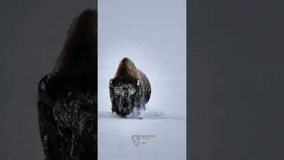 Snowy BISON Powering Through DEEP SNOW | Awe-Inspiring Sight!