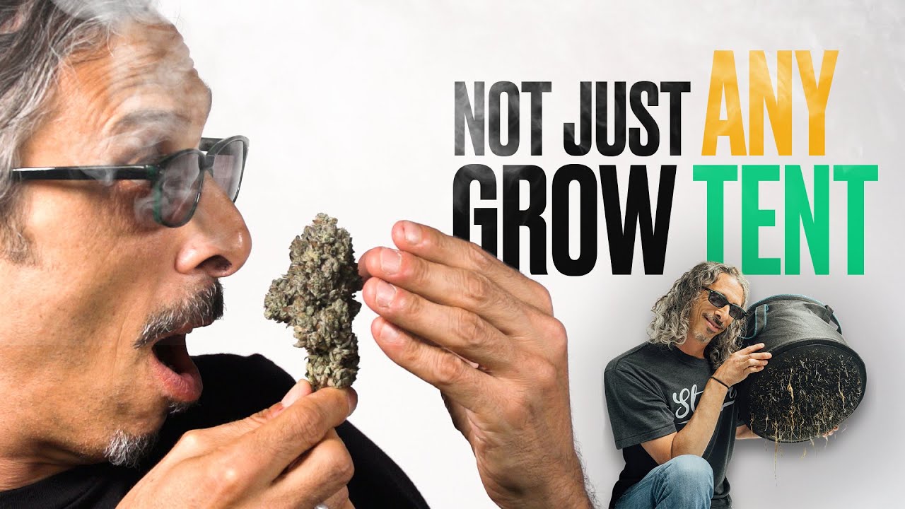 Massive Indoor Grow TENTchella Update – Living Soil Strawberry Cough & Grow Tips!