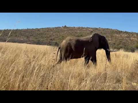 Duma at Shambala Game Reserve