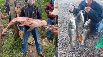 CHỌN THỜI TIẾT ĐI CÂU P2 - CÁ MÈ , CÁ TRÊ