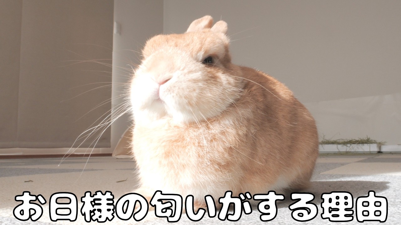 We found out why rabbits smell like sunshine 【No.1879】 - YouTube