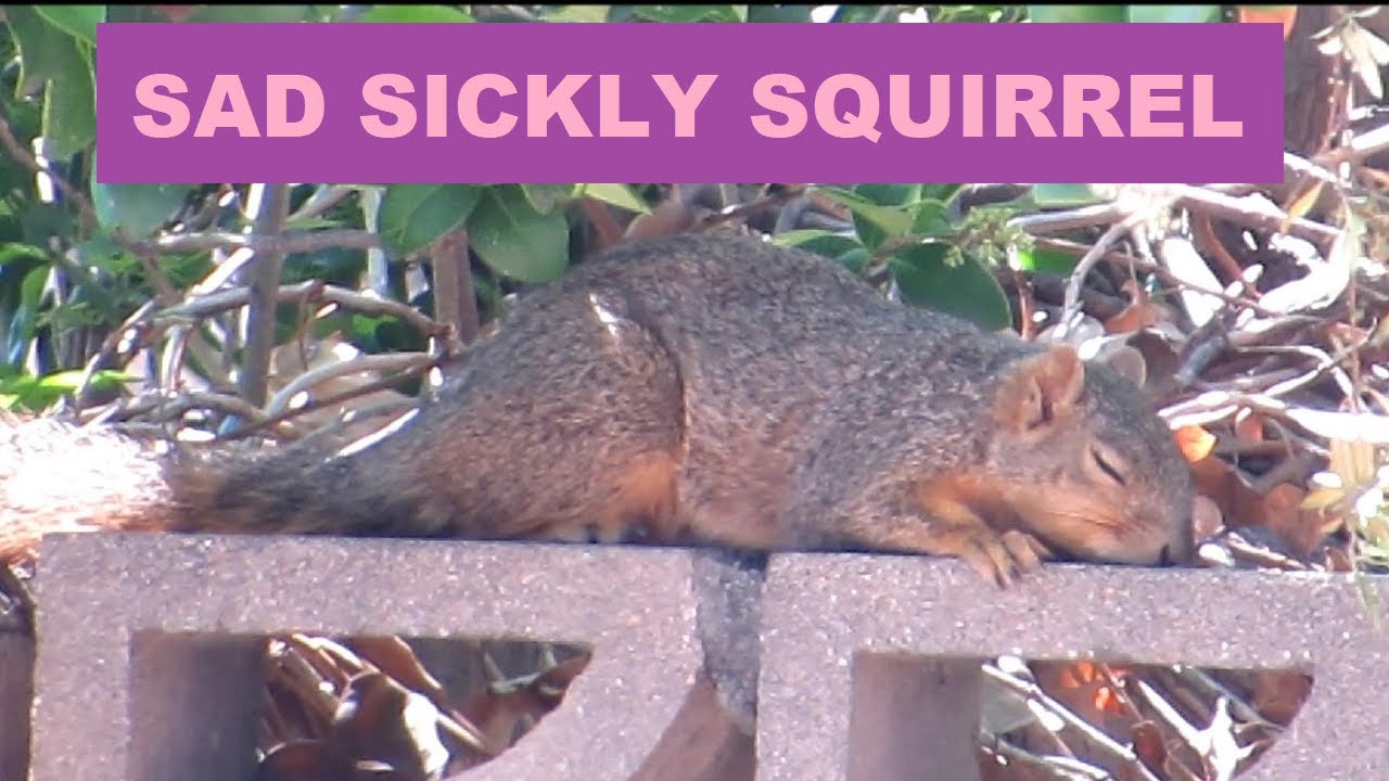 sick-squirrel-in-yard-poisoned-squirrel-backyard-wildlife-nature