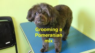 Grooming a Pomeranian mix (ASMR... sort of)