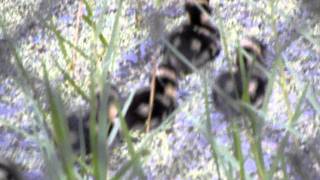 DSCN1951.AVI