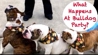 A hilarious bulldog family reunion. #RockyTheBulldog-Feb14 by RockyTheBulldog 322 views 5 months ago 2 minutes, 40 seconds