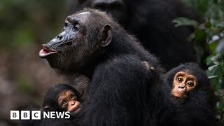 Humans and wild apes share common sign language, study finds - BBC News