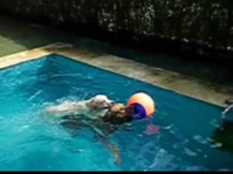 Rhodesian ridgeback and a labrador puppy (Leão + Tica)