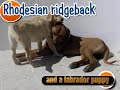 Rhodesian ridgeback and a labrador puppy (Leão + Tica)