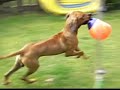 Rhodesian ridgeback and a labrador puppy (Leão + Tica)