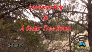 Cedar tree bomb