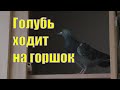 КАК ПОЖИВАЕТ СПАСЕННЫЙ ГОЛУБЬ /МАЛЕНЬКИЕ ГОЛУБЯТА