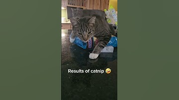 This is your cat. This is your cat on drugs. Catnip results 🤣 #cat #funny #funnycats #rescue #short
