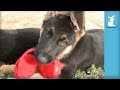 12 Week Old German Shepherd Puppies Play With Earmuffs - Puppy Love 12 Week Old German Shepherd Puppies Play With Earmuffs - Puppy Love