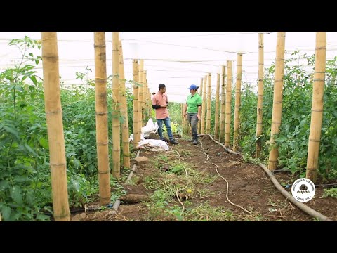 Video: ¿Qué es un tomate de granja Hazelfield? Cómo cultivar tomates de granja Hazelfield