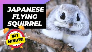 Japanese Flying Squirrel 🐿 One Of The Cutest And Most Exotic Animals In The Wild