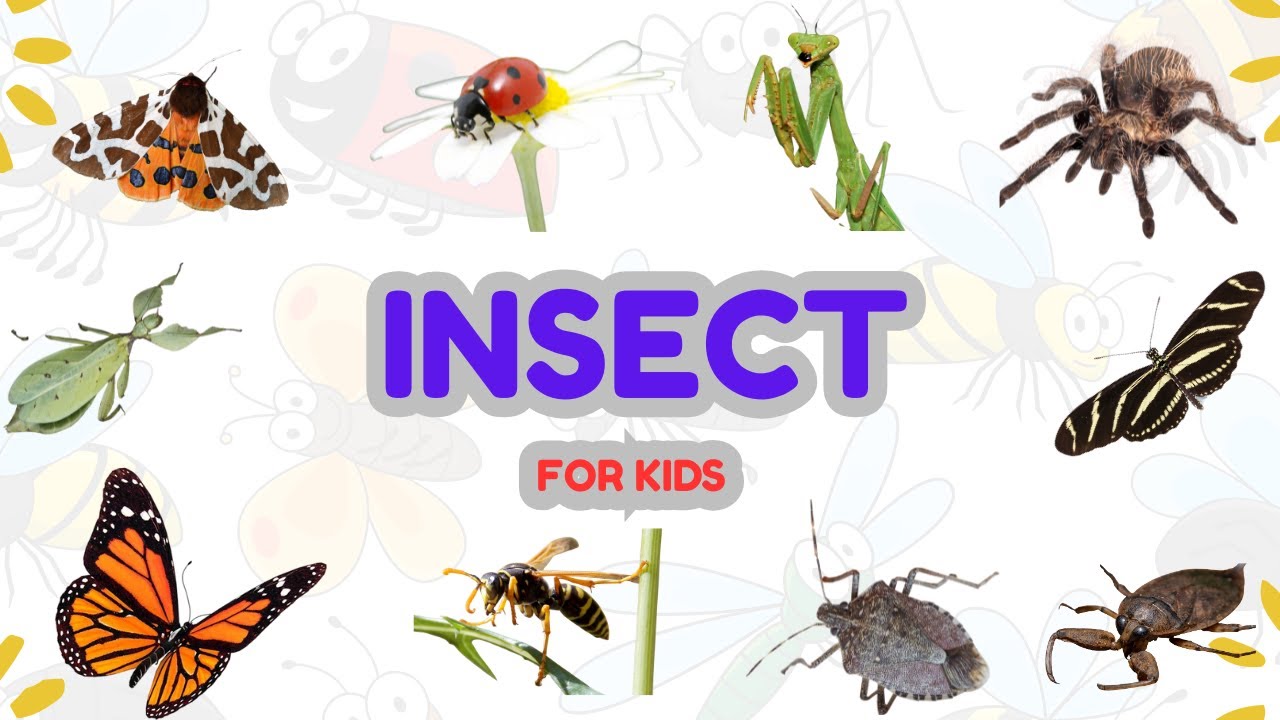 50+ Insect Names for Kids 🐞 | Learn Bugs & Insects with Real Pictures & Sounds | Blurpy Tales
