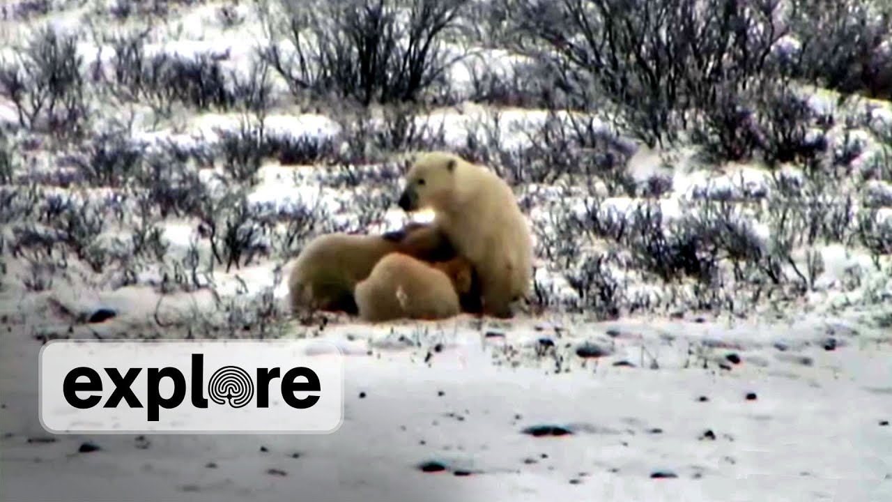 Polar Bear Mother Nursing Cubs - YouTube