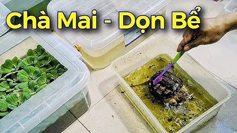 Vlog #71 | Chà Mai Phơi Nắng Và Thay Nước Cho Rùa Cá Sấu | Rùa Common & Rùa Aligator