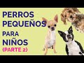 Otras 11 mejores RAZAS DE PERROS PEQUEÑOS para niños (Parte 2)