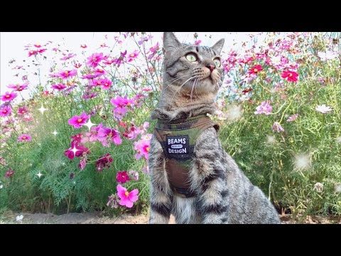 【ご機嫌】散歩中にハンターの血が騒ぎだす猫　Happy walk with dog and cats