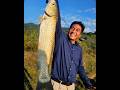 ငါးကြင်းမျှားရင်စိတ်ရှည်ရမယ် GrassCarpFish #fishing #fishingvideo #ငါးမျှား