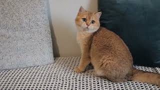 British shorthair girl / BRI ny11 by Diana's Dream cattery 100 views 1 year ago 30 seconds