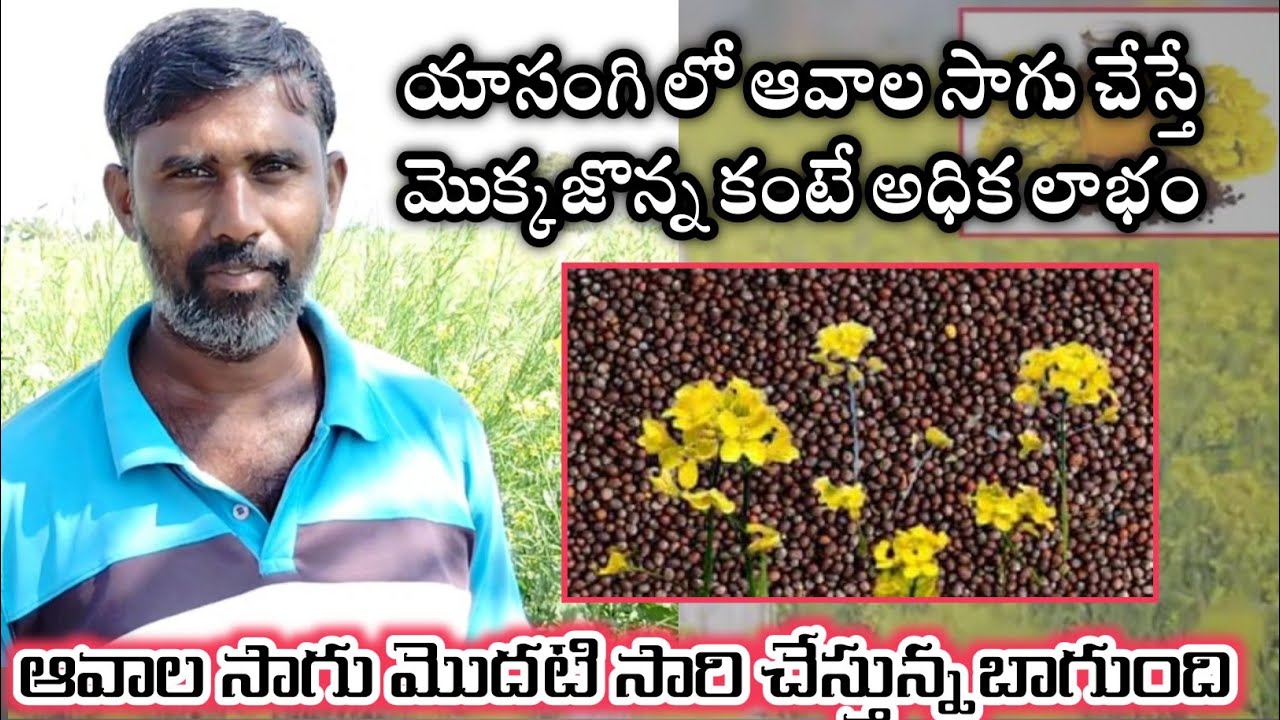 ఆవల సాగు చేస్తున్న రైతు mustard farming in Telugu Aaryanfarms