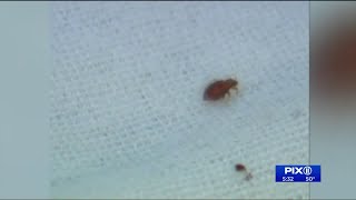 Bill proposes all NYC movie theaters to be inspected for bedbugs