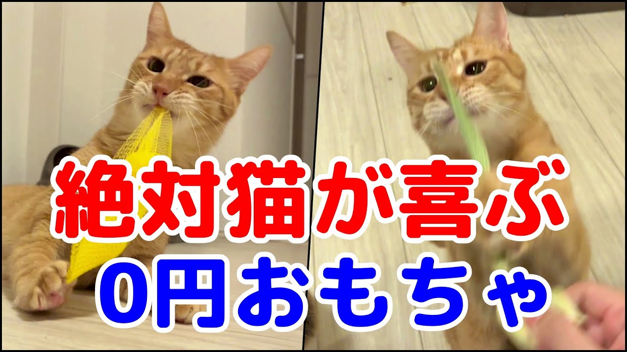 愛猫も夢中に！絶対猫が喜ぶ0円おもちゃを紹介 - YouTube