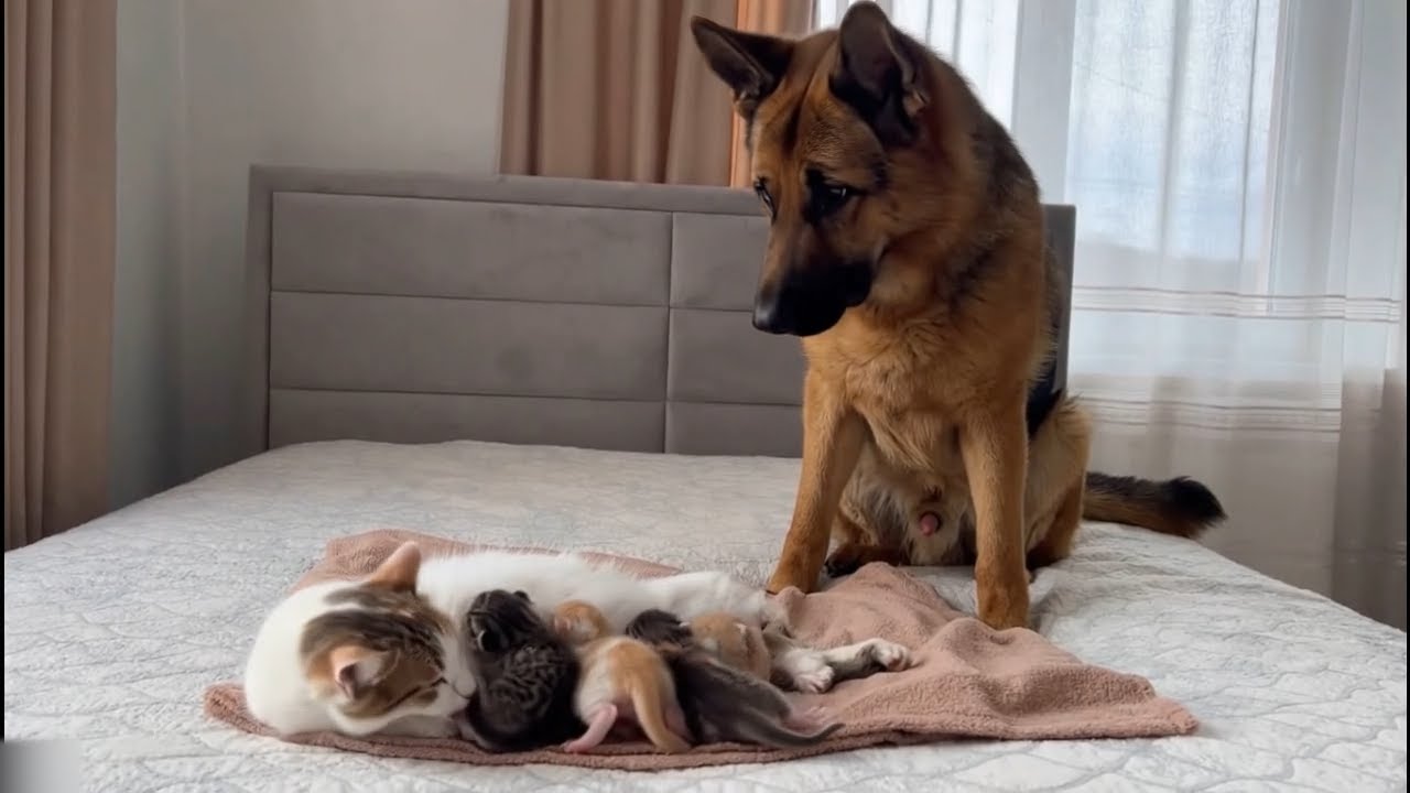 Кошка-мама не могла поверить своим глазам, когда немецкая овчарка помогла ее котятам.
