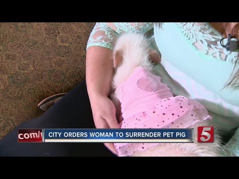 Woman Petitions City Ordinance To Keep Pet Pig