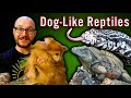 5 Reptiles That Act Like Dogs | No Fur, No Allergies, All The Love