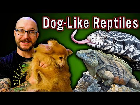 5 Reptiles That