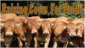 Raising Cows For Profit