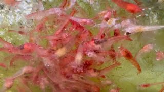 Feeding HUNDREDS of Hawaiian Volcano Shrimp - Opae Ula
Whether you call them Halocaridina rubra, Opae ula, Hawaiian Volcano shrimp, or Supershrimp , these tiny shrimp are amazingly hardy and easy to care for. In this video I feed one of my Opae ula shrimp tanks.
Subscribe: http://tinyurl.com/SUB-Aquarimax
Help support Aquarimax Pets on Patreon: Patreon.com/Aquarimax
More Best Pet Invertebrate videos here: https://www.youtube.com/watch?v=HOVY7LHOqjM
Buy Aquarimax merch! https://teespring.com/stores/aquarimax
Check out my Live Food Quick Guides! https://www.youtube.com/playlist?list=PL8dHtCTLVfFOUh4wkJSvMVEJ8EjBBMAaG
Aquarimax Isopod Care Guide Playlist: https://www.youtube.com/watch?v=l5LALPIs6GA
My Aquarimax Facebook page: https://www.facebook.com/aquarimax/
The Aquarimax Podcast on iTunes: https://goo.gl/EDkjul
My Twitter: https://twitter.com/aquarimax
My website: http://www.aquarimax.com/ Feeding HUNDREDS of Hawaiian Volcano Shrimp - Opae Ula