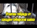 Вязка гибрида волэнда и западно-сибирской лайки Бронь щенков