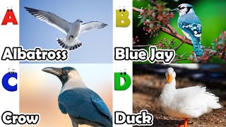 ABC Birds song | Alphabet Song for Kids | Fun Learning Video | Koko Study Class 2025