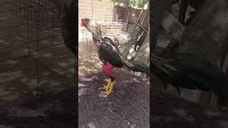 Filha Do Meu Galo Prata