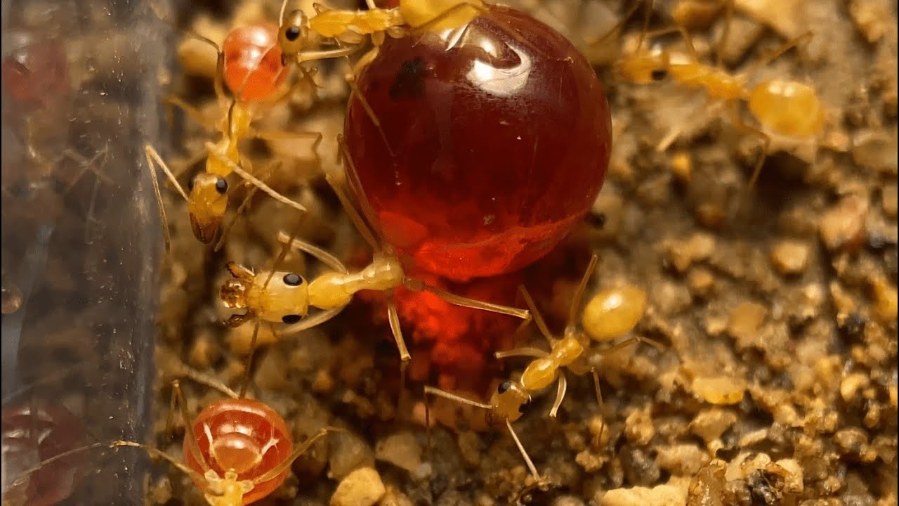 Moving my Honeypot Ants into a new antfarm (Myrmecocustus mexicanus