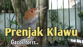 Download Lagu Masteran Prenjak Klawu Gacor jeda MP3 Download Lagu Masteran Prenjak Klawu Gacor jeda MP3